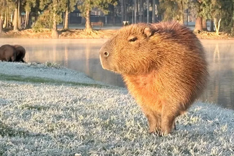 Após cinco ondas de frio, inverno deve ter mais uma no próximo mês