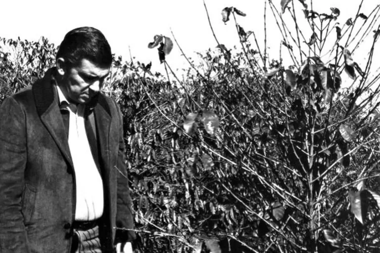 Há 50 anos, geada negra marcava fim de um ciclo e diversificação da economia do Paraná