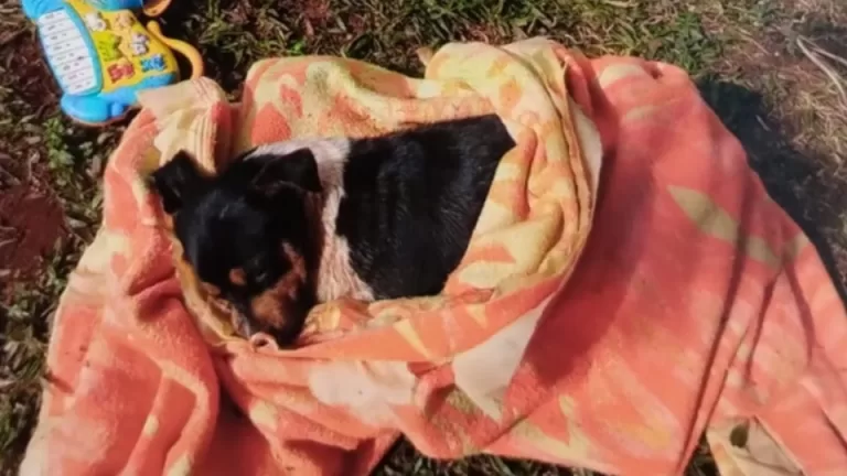 Homem é preso após agredir cão com pedaço de pau e pedras