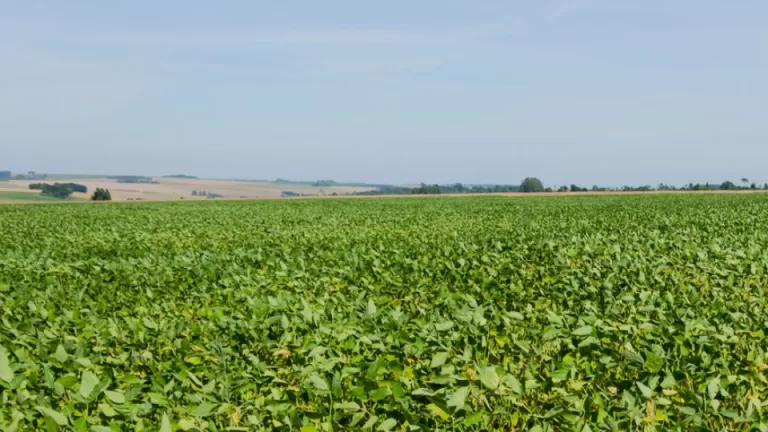 Prazo para declarar o ITR 2025 começa dia 11 de agosto