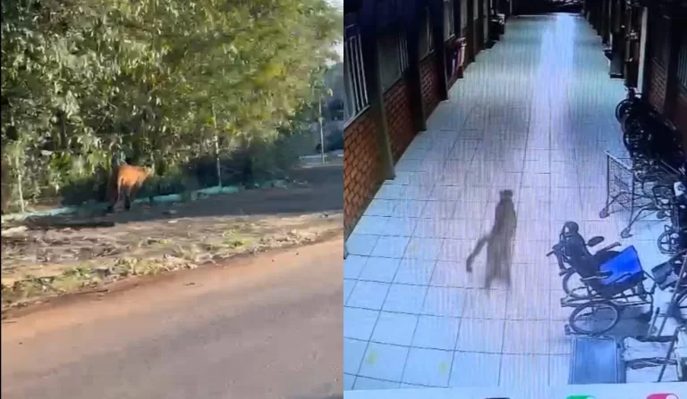 Onça-parda é avistada dentro da Apae de Cascavel e mobiliza grande operação de busca