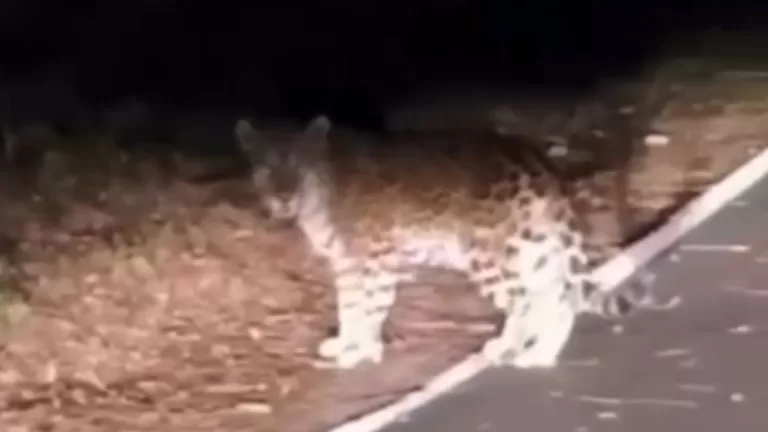 Onça-pintada surpreende visitantes em ciclovia do Parque Nacional do Iguaçu; confira o vídeo
