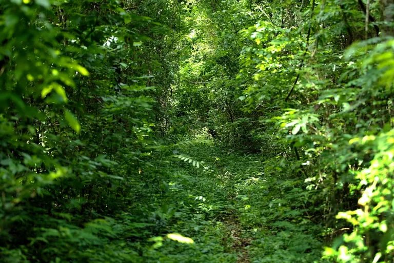 Mercedes apresenta ICMS Ecológico a produtores com benefícios financeiros aos proprietários de áreas nativas