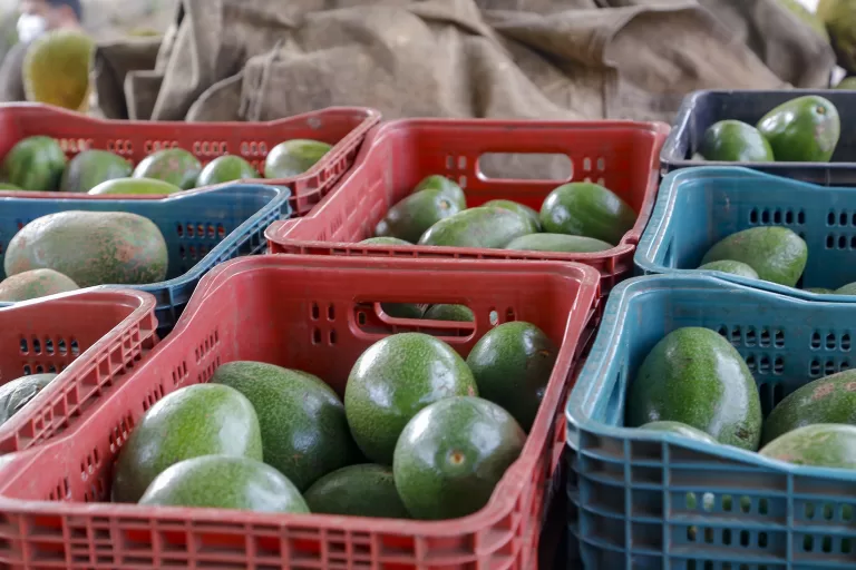 Produção de abacate cresce 91% no Paraná, com Apucarana à frente, aponta boletim