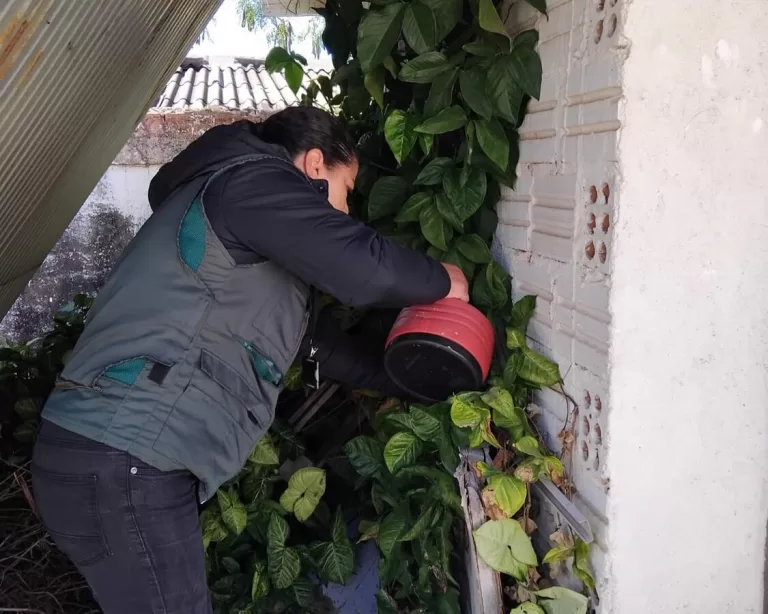 Agentes de endemias instalam armadilhas para mosquito da dengue em Toledo