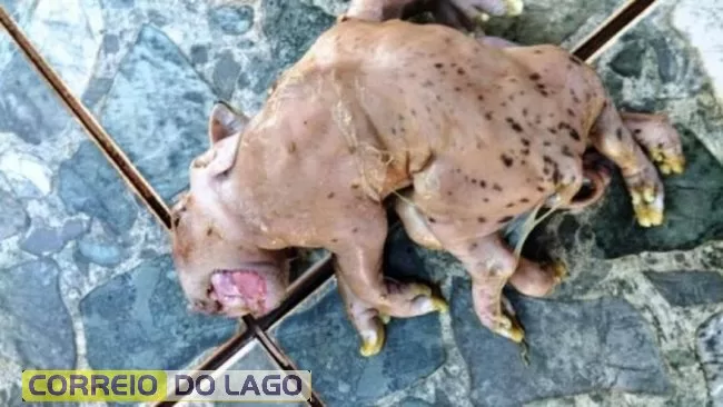 Leitão nasce com duas línguas e seis patas no interior do Paraná