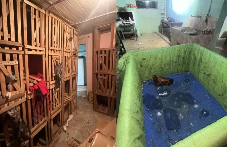 Rinhas de galo: polícia descobre arenas de combate e distribui R$ 240 mil em multas