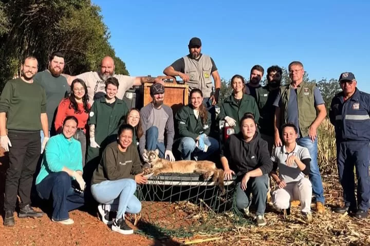 Onça-parda fêmea é resgatada em árvore e devolvida à natureza no Oeste do Paraná