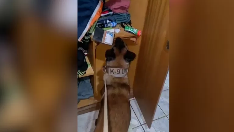 Paraná registra 1.360 prisões em operação contra a violência contra a mulher