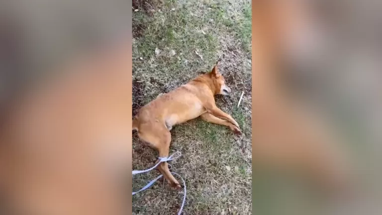 Cão é encontrado morto em Toledo, com ferimentos e patas amarradas