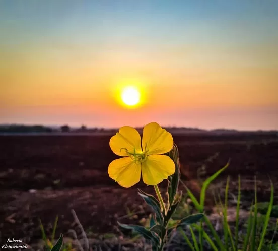 Agradecer, simplesmente