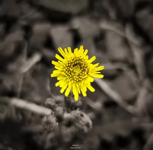 Começos e recomeços