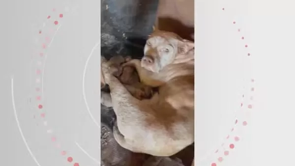 71 animais são resgatados de situação de maus-tratos em Novo Sarandi