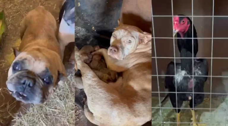 Mordida em língua de boi, cães mutilados e rinhas de galo: homem é preso por maus-tratos contra 70 animais