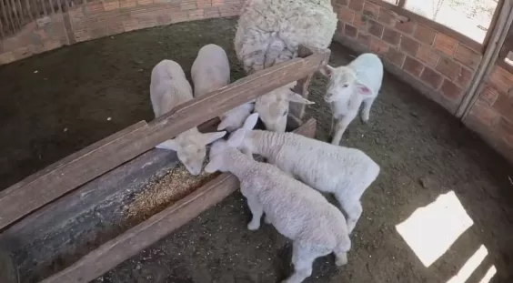 Ovelha dá à luz cinco filhotes de uma vez e cordeirinhos ganham nomes de personagens da Turma da Mônica