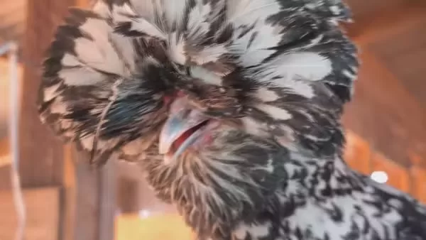 Mulher cria 150 galinhas ornamentais; aves têm horário de enriquecimento ambiental para evitar estresse