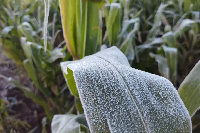 Simepar e IDR-Paraná encerram nesta sexta-feira o boletim Alerta Geada 2025