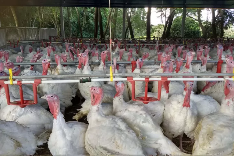 Paraná teve maior crescimento do Brasil nas exportações de carne de peru de janeiro a julho