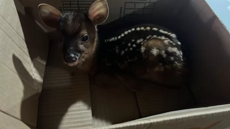 Filhote de veado é resgatado às margens da BR-369 entre Cascavel e Corbélia
