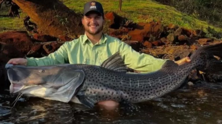 Pescador fisga pintado de mais de 1,50 metro nas águas do Rio Ivaí