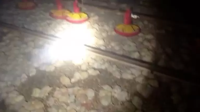 Incêndio destrói aviário e mata 65 mil pintinhos