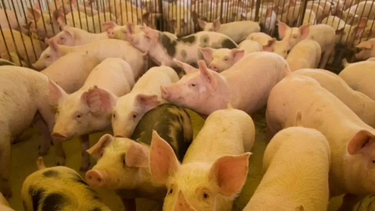 Suinocultura resiste a cenário de crises e deve seguir crescendo em 2026