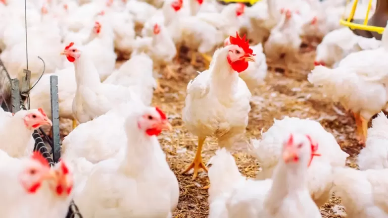 Biosseguridade é apontada como chave para reabertura total dos mercados da avicultura paranaense