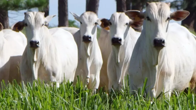 30 municípios do Oeste Paranaense estão com a vacinação obrigatória contra raiva em herbívoros