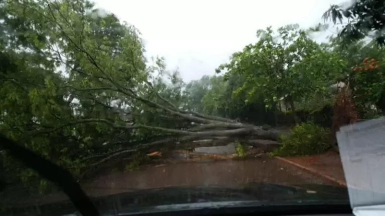 Temporal no fim de semana causa destelhamentos e quedas de árvores em Nova Santa Rosa