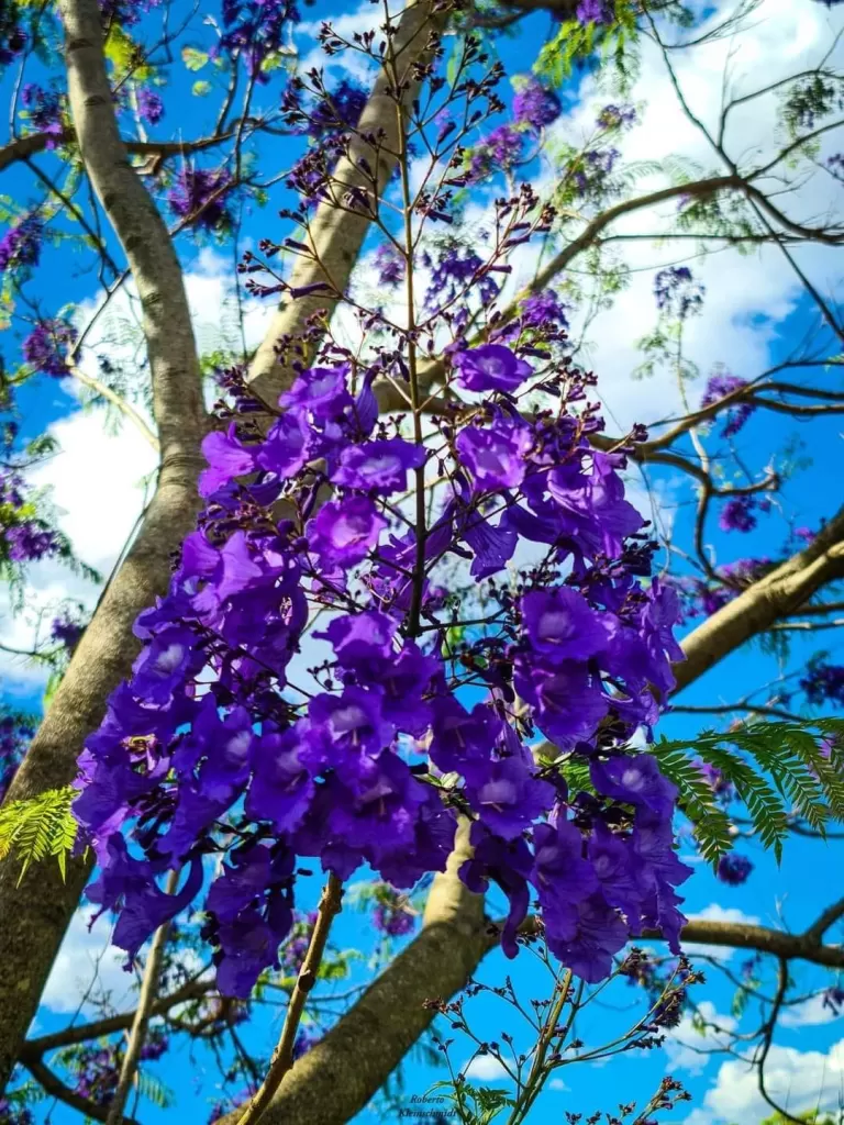 Conexão, sintonia, vida