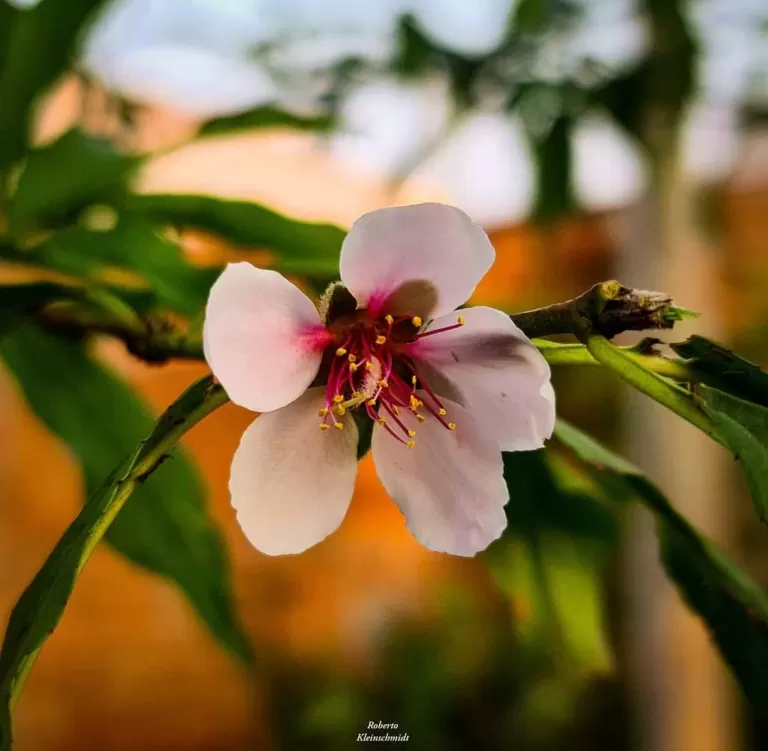 Faça com o coração