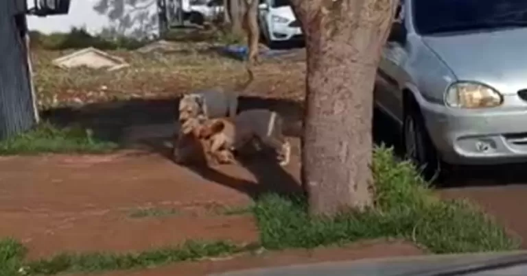 Pitbulls soltos provocam ataques e são mortos durante ação policial em Toledo