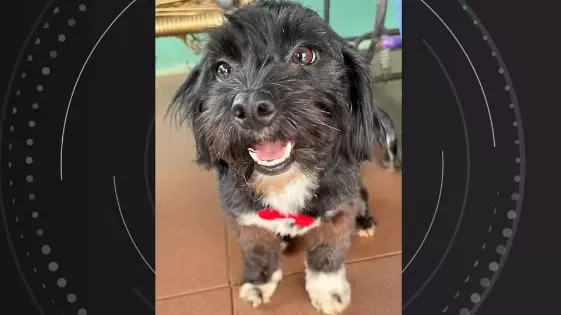 Funcionário terceirizado da Sanepar agride e mata cachorro em Foz do Iguaçu; caso é investigado