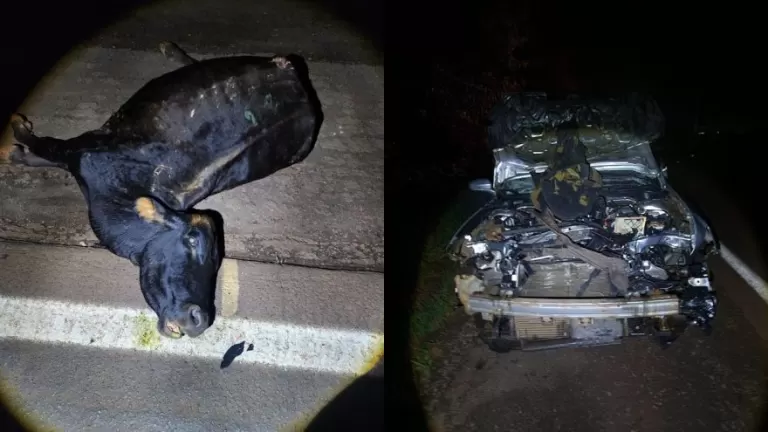 Bovino na pista provoca acidente na PR-182