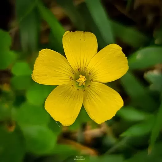 Entre delicadeza e grandeza