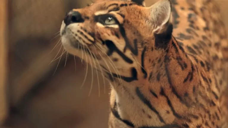 Zoológico de Cascavel terá programação especial no domingo de Dia das Crianças