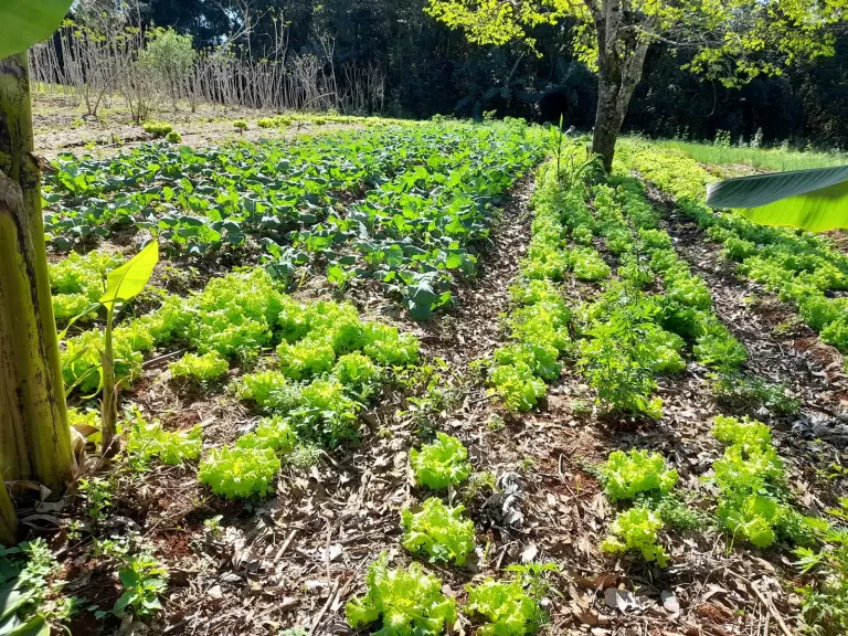 Itaipu e Itaipu Parquetec abrem cadastro de profissionais para ministrar oficinas de hortas no PR e sul do MS