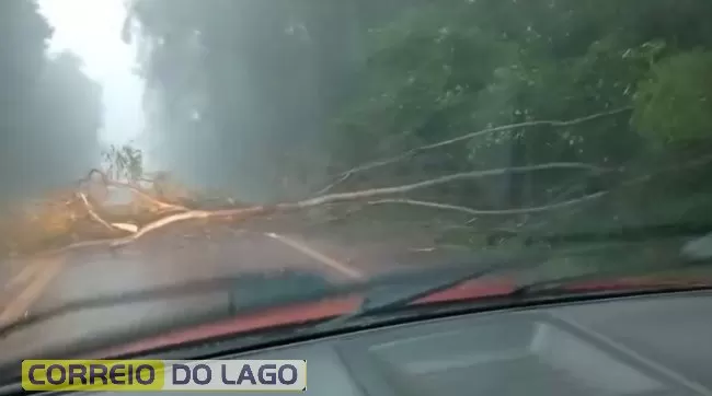 Árvore cai na PR-495 entre Missal e Dom Armando devido a fortes ventos