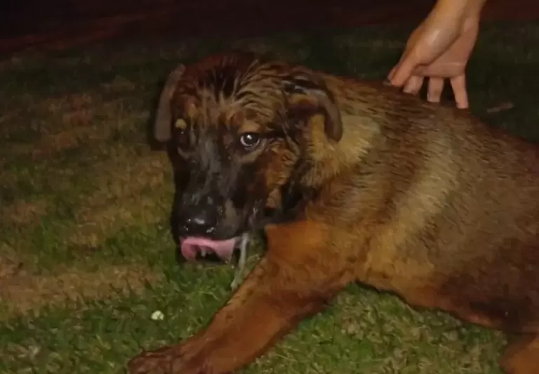 Moradores denunciam onda de envenenamento de cães em Nova Santa Rosa