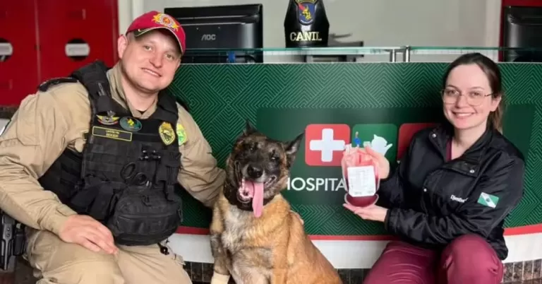 Cão policial faz doação de sangue no Paraná para salvar cadela atropelada