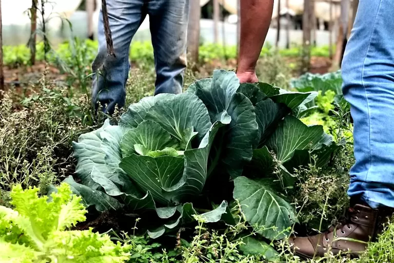 Estado investe R$ 14,7 milhões em nova fase do programa Paraná Mais Orgânico