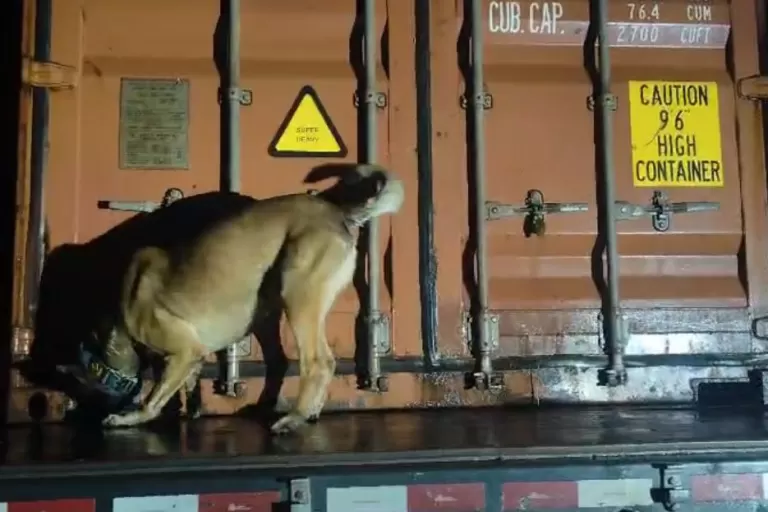 PMPR e PF apreendem mais de 11 toneladas de maconha em fiscalização na BR-277