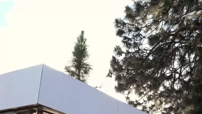 Pinheiro americano nasce em cima de ponto de ônibus em Cascavel