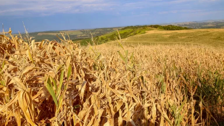 Campos Gerais, Norte Pioneiro e Leste tiveram pouca chuva em outubro