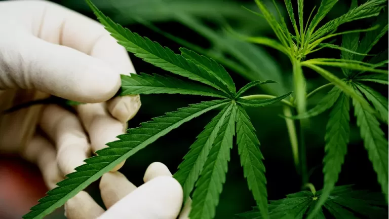 Anvisa autoriza Embrapa a estudar cultivo de cannabis para uso científico