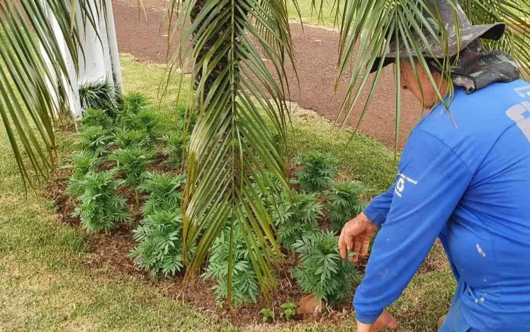 Coopavel inicia contratação de 750 temporários ao Show Rural