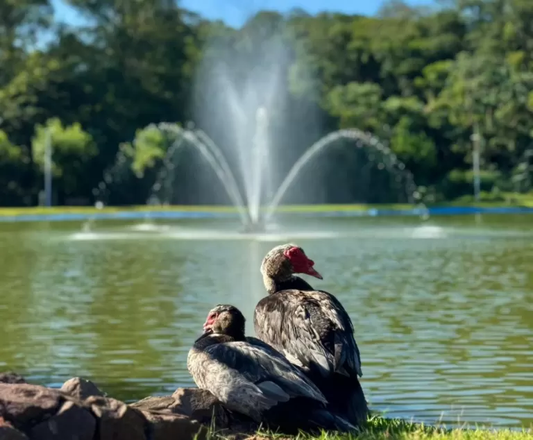 Lago Municipal de Nova Santa Rosa recebe melhorias e ganha novo visual