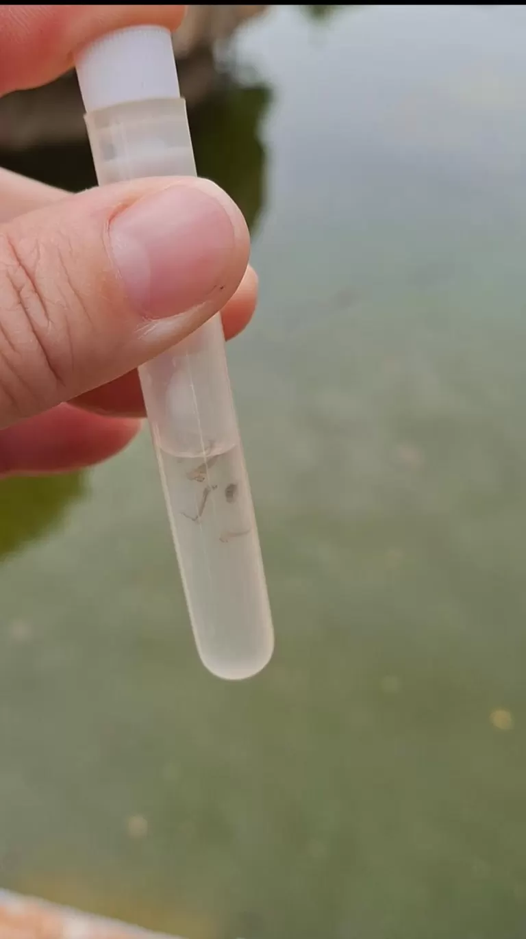 6º LIA de 2025 aponta índice de infestação do Aedes aegypti acima do recomendado em Quatro Pontes