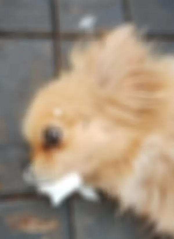 Em dois meses, oito animais são encontrados com sintomas de envenenamento em Nova Santa Rosa