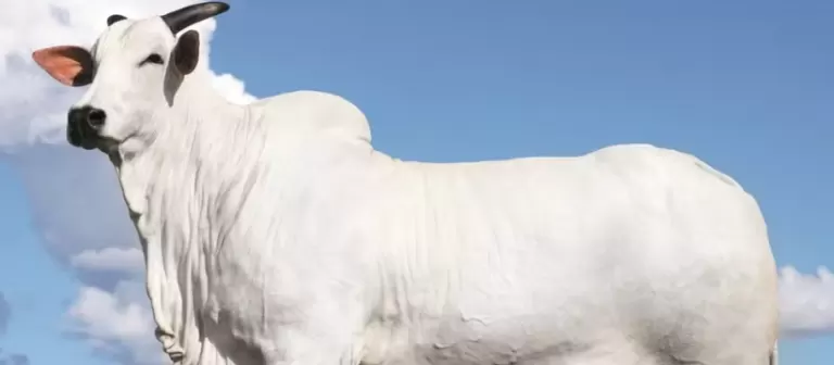 Vaca é vendida por R$ 54 milhões em município do Oeste do Paraná e se torna a mais cara do mundo, segundo leilão